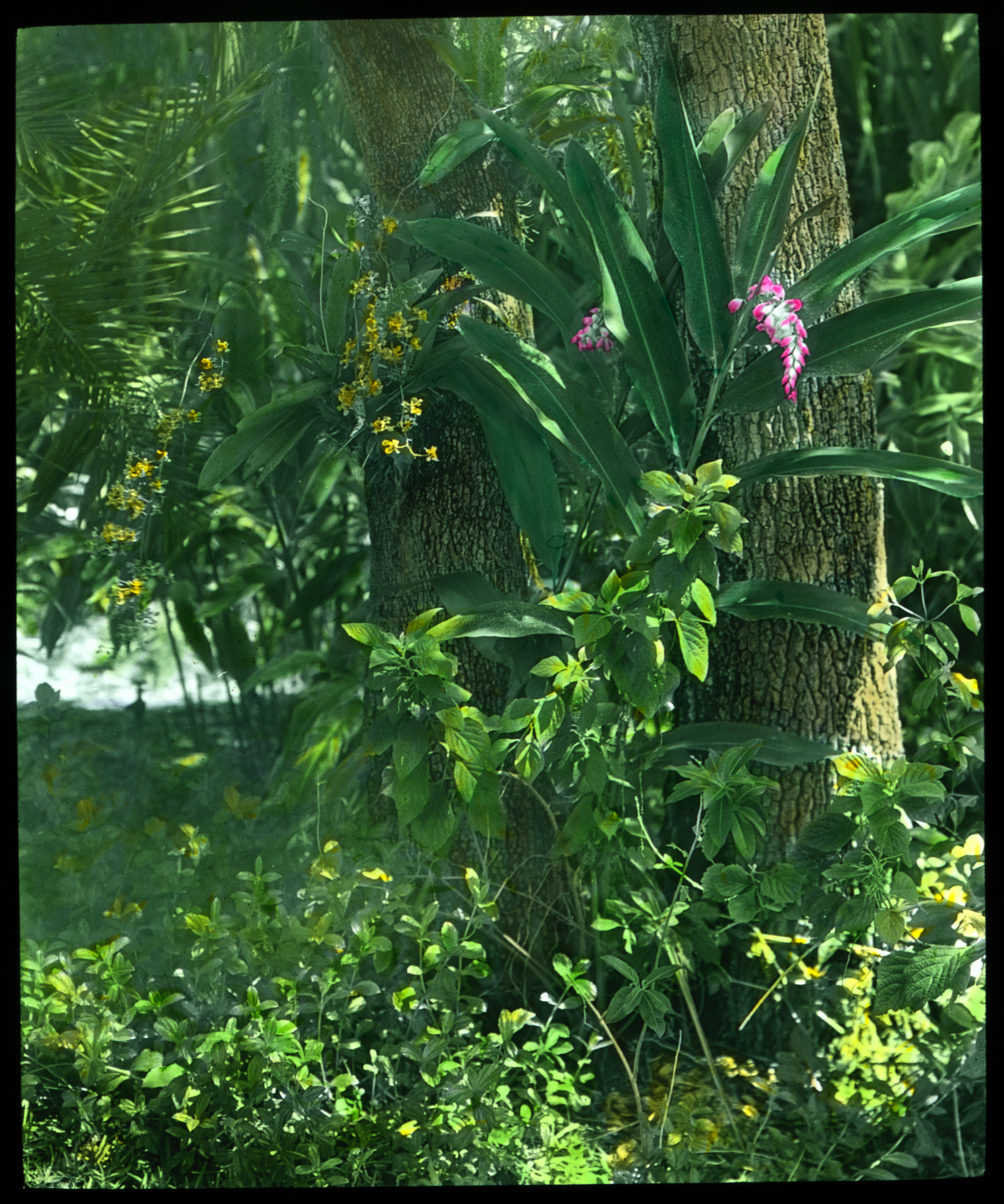 144 Mrs John B. Semple, Coconut Grove Ginger