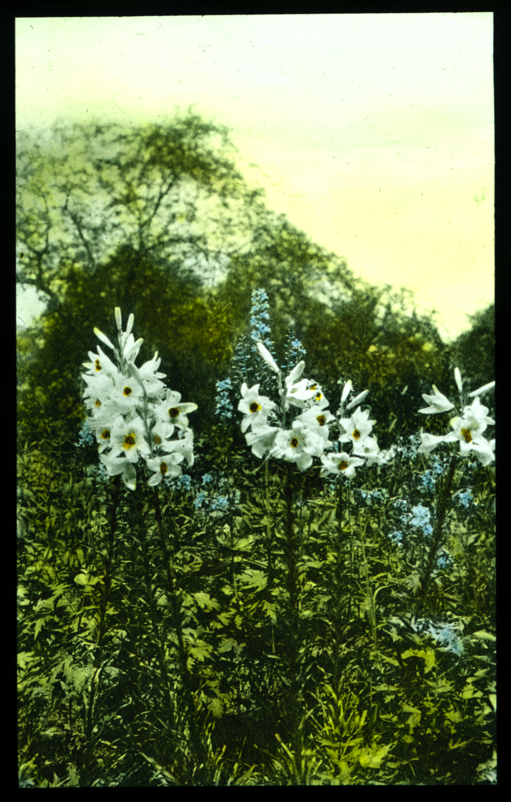 160 Mrs TeIesio Lucci, Allegheny Club